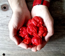 Charger l'image dans la galerie, Extrait oléique - Piment Carolina Reaper