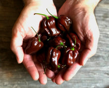 Charger l'image dans la galerie, Extrait oléique - Piment Habanero Chocolat