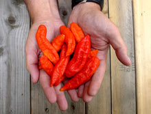 Charger l'image dans la galerie, Extrait oléique - Piment Ghost