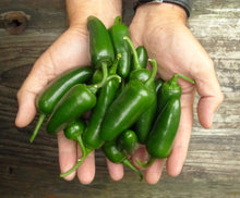 Charger l'image dans la galerie, Extrait oléique - Piment Jalapeño