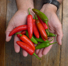 Charger l'image dans la galerie, Extrait oléique - Piment Serrano
