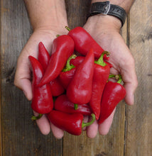 Charger l'image dans la galerie, Extrait oléique - Piment Espelette