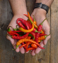 Charger l'image dans la galerie, Extrait oléique - Piment Cayenne