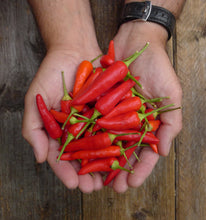Charger l'image dans la galerie, Extrait oléique - Piment Oiseau