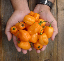 Charger l'image dans la galerie, Extrait oléique - Piment Habanero orange