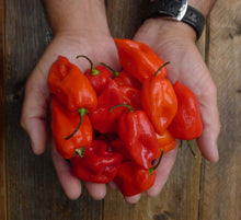 Charger l'image dans la galerie, Extrait oléique - Piment Habanero Rouge
