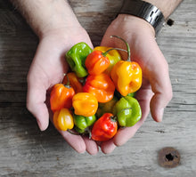 Charger l'image dans la galerie, Extrait oléique - Piment Scotch Bonnet